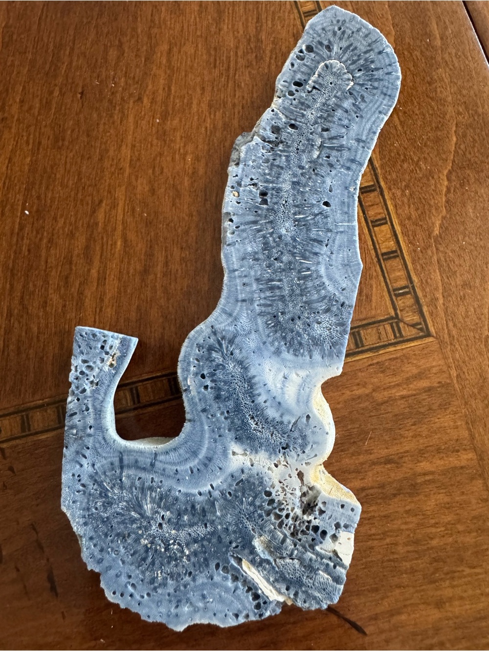 Natural Blue Coral Slab Organic